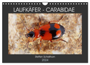 LAUFKÄFER - CARABIDAE (Wandkalender 2024 DIN A4 quer), CALVENDO Monatskalender