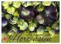 Himmlische Hortensien (Tischkalender 2024 DIN A5 quer), CALVENDO Monatskalender