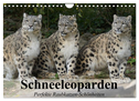 Schneeleoparden. Perfekte Raubkatzen-Schönheiten (Wandkalender 2024 DIN A4 quer), CALVENDO Monatskalender