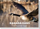 KANADA-GANS - Der 'hupende' Vogel (Wandkalender 2022 DIN A4 quer)