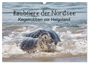 Raubtier der Nordsee - Kegelrobben vor Helgoland (Wandkalender 2024 DIN A3 quer), CALVENDO Monatskalender