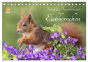 Besondere Augenblicke mit Eichhörnchen (Tischkalender 2024 DIN A5 quer), CALVENDO Monatskalender