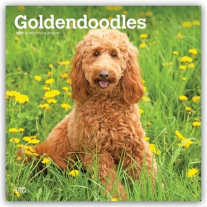 Publishers, Browntrout. Goldendoodles - Goldendoodle 2027 - 16-Monatskalender - Original BrownTrout-Kalender [Mehrsprachig] [Kalender]. Browntrout Verlags GmbH, 2026.