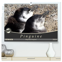 Magellan-Pinguine (hochwertiger Premium Wandkalender 2024 DIN A2 quer), Kunstdruck in Hochglanz