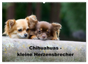 Chihuahuas - kleine Herzensbrecher (Wandkalender 2024 DIN A2 quer), CALVENDO Monatskalender