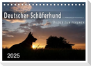 Deutscher Schäferhund / CH-Version (Tischkalender 2025 DIN A5 quer), CALVENDO Monatskalender
