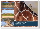 Giraffen - Sanftheit und Anmut (Wandkalender 2024 DIN A2 quer), CALVENDO Monatskalender