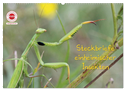GEOclick Lernkalender: Insekten (Wandkalender 2024 DIN A2 quer), CALVENDO Monatskalender