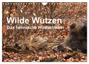 Wilde Wutzen. Das heimische Wildschwein (Wandkalender 2024 DIN A4 quer), CALVENDO Monatskalender