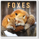 Foxes - Füchse 2027 - Wand-Kalender