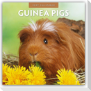 Guinea Pigs - Meerschweinchen 2027 - 16-Monatskalender