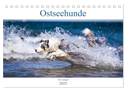 Ostseehunde (Tischkalender 2025 DIN A5 quer), CALVENDO Monatskalender
