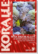 Weichkorallen im Meerwasseraquarium