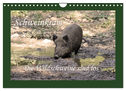 Schweinkram - Die Wildschweine sind los (Wandkalender 2024 DIN A4 quer), CALVENDO Monatskalender