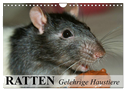 Ratten - Gelehrige Haustiere (Wandkalender 2024 DIN A4 quer), CALVENDO Monatskalender