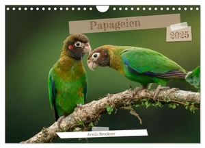 Und Daniel Brockner, Armin. Papageien (Wandkalender 2025 DIN A4 quer), CALVENDO Monatskalender - Die schönsten Vögel der Welt. Calvendo, 2024.