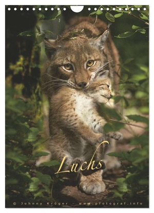 Krüger, Johnny. Luchs (Wandkalender 2027 DIN A4 hoch), CALVENDO Monatskalender - Portraitaufnahmen von Eurasischen Luchsen (Lynx Lynx). Calvendo, 2026.