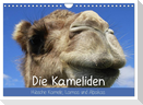 Die Kameliden. Hübsche Kamele, Lamas und Alpakas (Wandkalender 2024 DIN A4 quer), CALVENDO Monatskalender