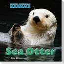 Sea Otter