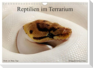REPTILIEN IM TERRARIUM (Wandkalender 2024 DIN A4 quer), CALVENDO Monatskalender