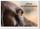 Attila, Der Hundekönig (Wandkalender 2024 DIN A2 quer), CALVENDO Monatskalender