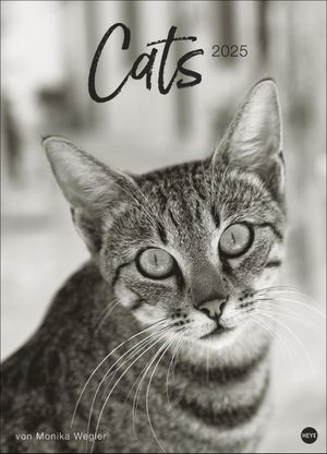 Cats Edition Kalender 2025 - Elegante Samtpfoten in schwarz-weiß in einem XXL-Kalender. Tierkalender 2025 im Großformat. Hochwertiger großer Fotokalender für Katzenfans.. Heye, 2024.