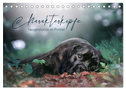 Charakterköpfe - Herzenshunde im Portrait (Tischkalender 2024 DIN A5 quer), CALVENDO Monatskalender