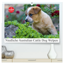 Niedliche Australian Cattle Dog Welpen (hochwertiger Premium Wandkalender 2024 DIN A2 quer), Kunstdruck in Hochglanz