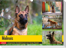 Malinois - belgischer Schäferhund (Wandkalender 2022 DIN A3 quer)