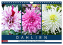 Dahlien - Prachtvolle Blüten des Spätsommers (Wandkalender 2024 DIN A4 quer), CALVENDO Monatskalender