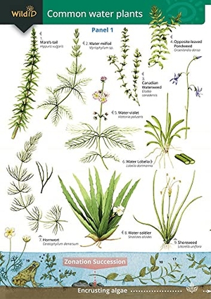 Bebbington, Anne / Bebbington, John et al. Guide to Commoner Water Plants. Field Studies Council, 2000.