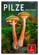 Pilze - kleine Riesen (Wandkalender 2024 DIN A2 hoch), CALVENDO Monatskalender