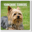 Yorkshire Terriers - Yorkshire Terrier 2027 - 16-Monatskalender
