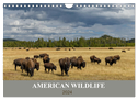 American Wildlife (Wandkalender 2024 DIN A4 quer), CALVENDO Monatskalender