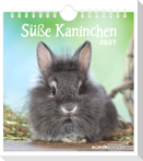 Süße Kaninchen 2027
