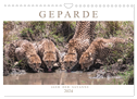 Geparde - Jäger der Savanne (Wandkalender 2024 DIN A4 quer), CALVENDO Monatskalender