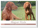Magyar Vizsla - Vielseitiger Jagdhund mit Familienanschluss (Wandkalender 2024 DIN A2 quer), CALVENDO Monatskalender