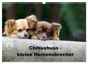 Chihuahuas - kleine Herzensbrecher (Wandkalender 2025 DIN A3 quer), CALVENDO Monatskalender