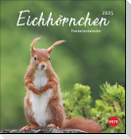 Eichhörnchen Postkartenkalender 2025