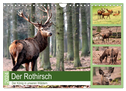 Der Rothirsch - Der König in unseren Wäldern (Wandkalender 2024 DIN A4 quer), CALVENDO Monatskalender