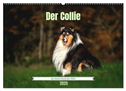 Der Collie der beste Hund der Welt (Wandkalender 2025 DIN A2 quer), CALVENDO Monatskalender