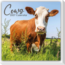 Cows - Kühe 2027 - 16-Monatskalender