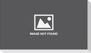 Illustoria: Cats & Dogs