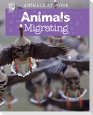 Animals Migrating