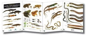Roberts, Peter. Guide to the Reptiles and Amphibians of Britain and Ireland. Field Studies Council, 1999.