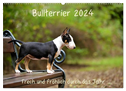 Bullterrier 2024 Frech und fröhlich durch das Jahr (Wandkalender 2024 DIN A2 quer), CALVENDO Monatskalender