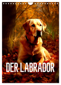 Der Labrador (Wandkalender 2024 DIN A4 hoch), CALVENDO Monatskalender