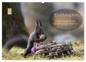 Eichhörnchen - Lustige Kurzgeschichten mit den quirligen Wildtieren (Wandkalender 2025 DIN A2 quer), CALVENDO Monatskalender