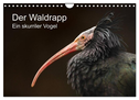 Der Waldrapp - Ein skurriler Vogel (Wandkalender 2024 DIN A4 quer), CALVENDO Monatskalender