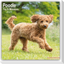 Toy and Miniature Poodle - Toypudel und Zwergpudel 2025 - 16-Monatskalender